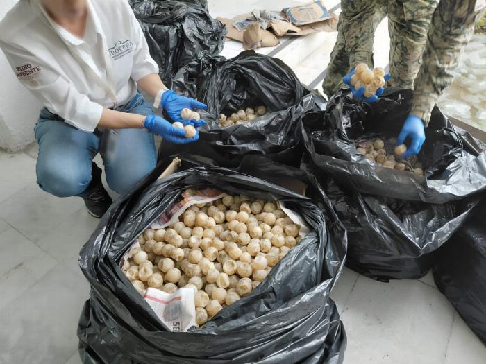 Llevaba más de 11 mil huevos de tortuga y es detenido por Profepa y FGR