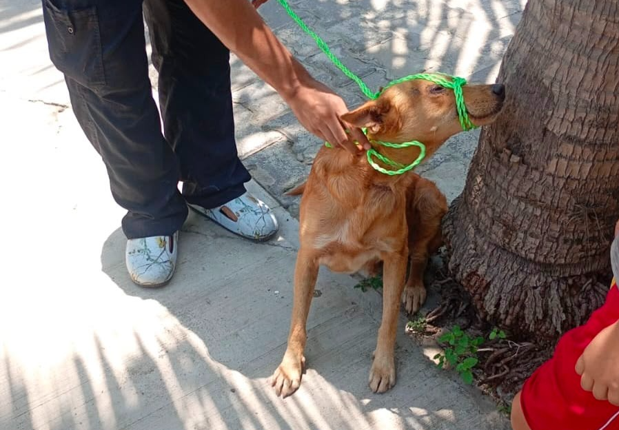 Bienestar Animal Manzanillo suma más de 400 verificaciones gracias a reportes ciudadanos