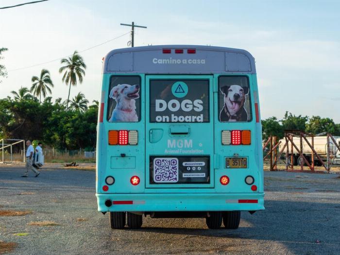 Ayuntamiento de Manzanillo, refugios y asociaciones logran que 58 perros encuentren familia en Estados Unidos