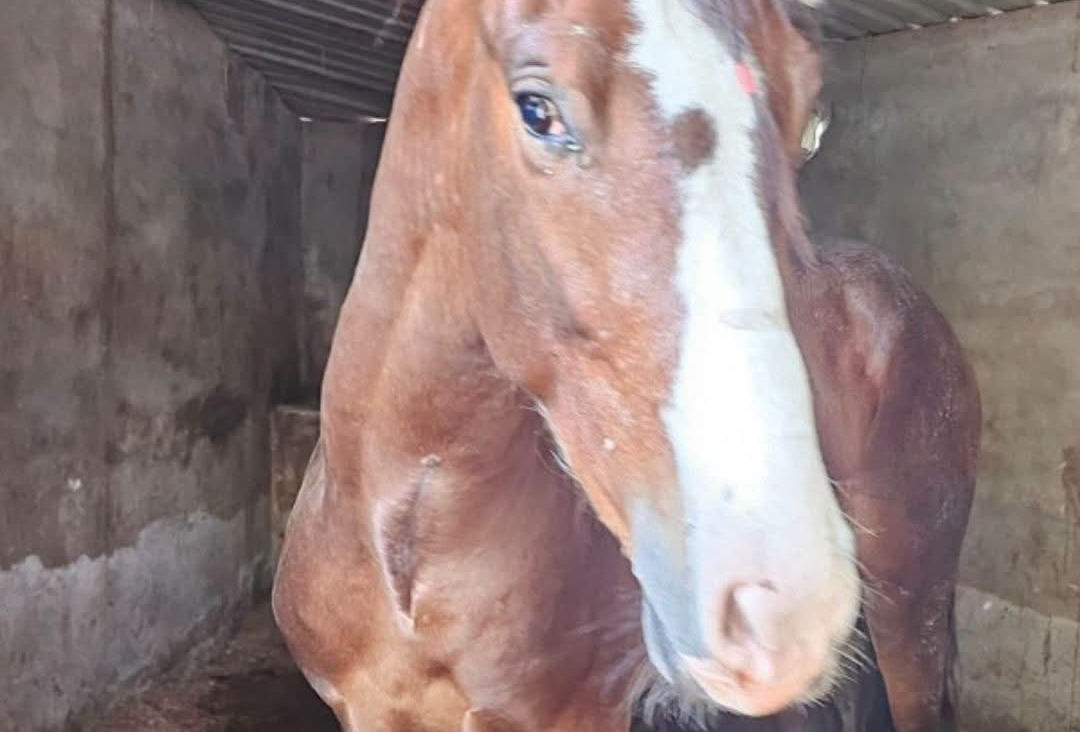 Está pendiente iniciativa para enducerer castigos a quien cometa maltrato animal